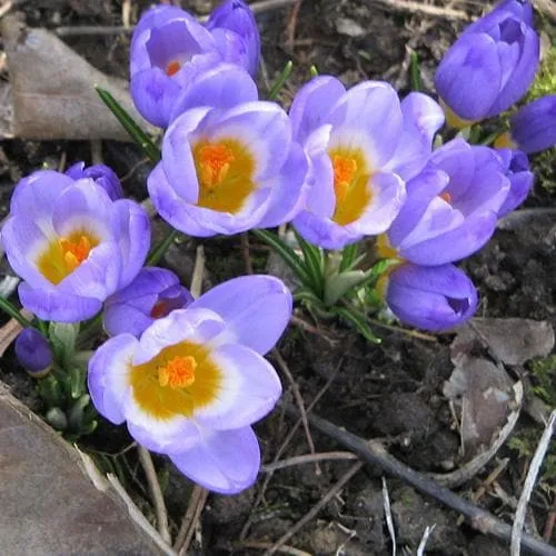 Crocus sieberi Tricolor