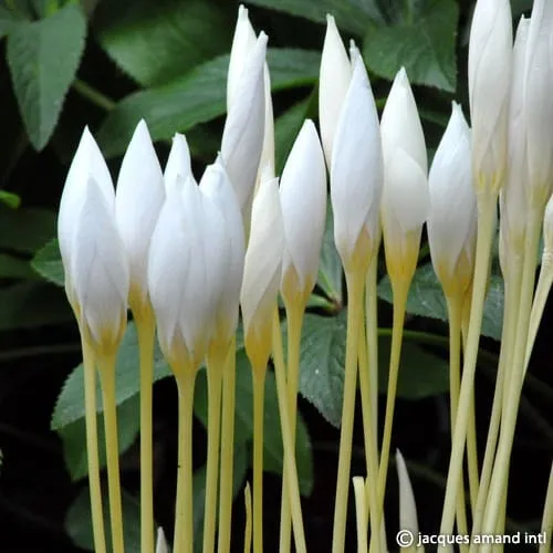 Crocus speciosus 'Albus'