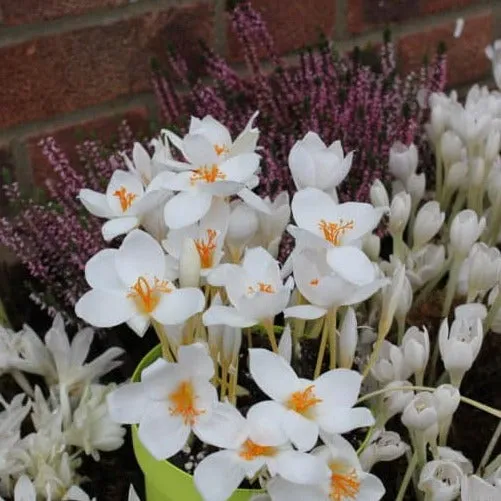 Crocus speciosus 'Albus'