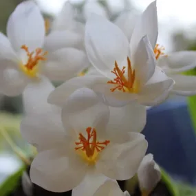 Crocus speciosus 'Albus'