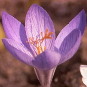 Crocus speciosus 'Cassiope'