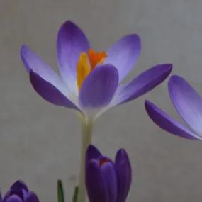 Crocus tommasinianus var. 'Pictus'