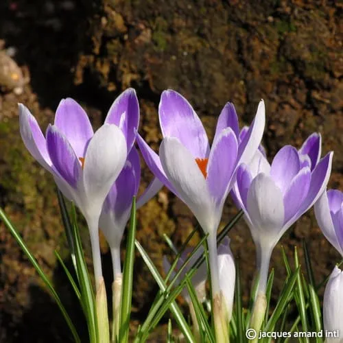Crocus 'Vanguard'