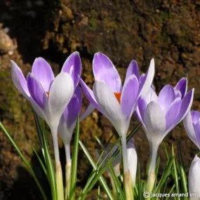 Crocus 'Vanguard'