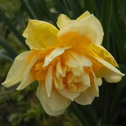 Daffodil Apotheose
