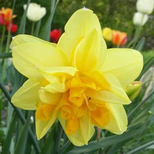Daffodil Apotheose