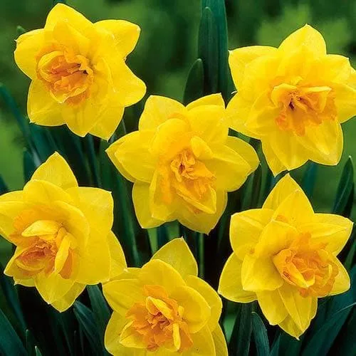Daffodil Apotheose