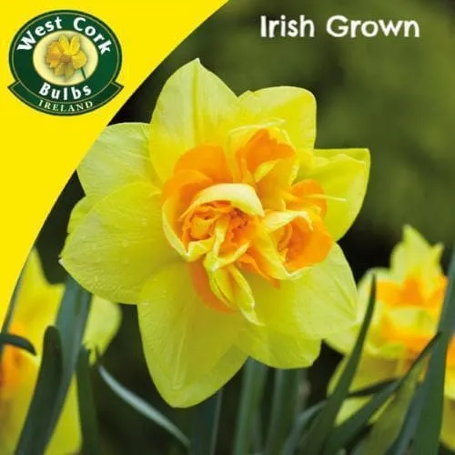 Daffodil Apotheose