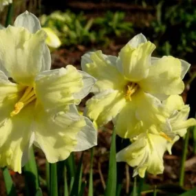 Daffodil Cassata