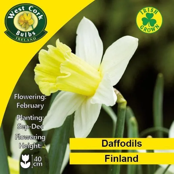 Daffodil Finland