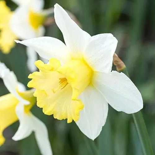 Daffodil Finland