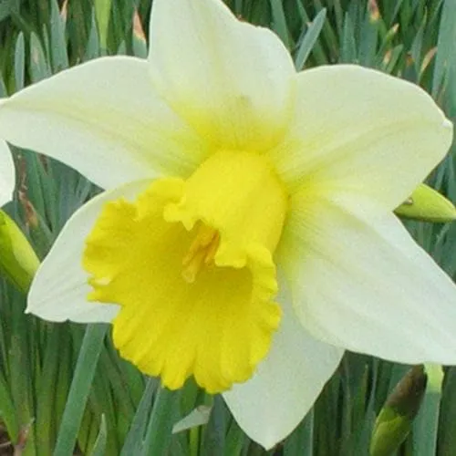Daffodil Finland
