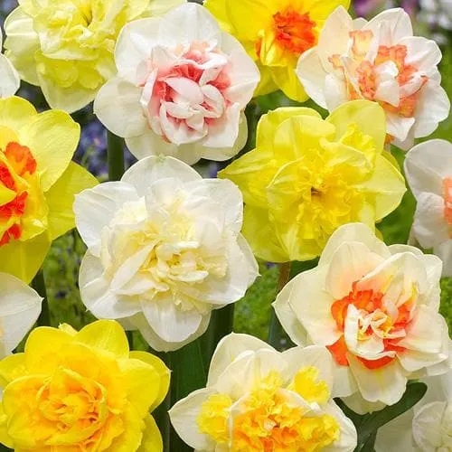 Daffodil - Mixed Double