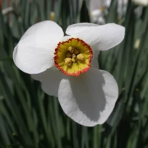 Daffodil Pheasant Eye
