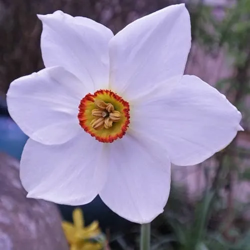 Daffodil Pheasant Eye