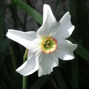Daffodil Pheasant Eye