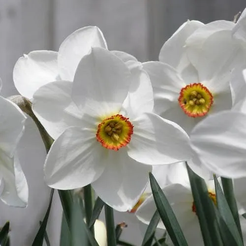 Daffodil Pheasant Eye