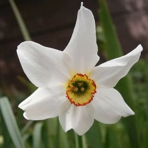 Daffodil Pheasant Eye