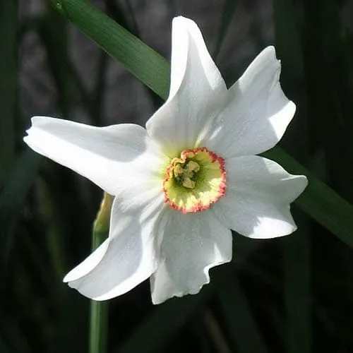 Daffodil Pheasant Eye
