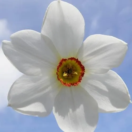 Daffodil Pheasant Eye