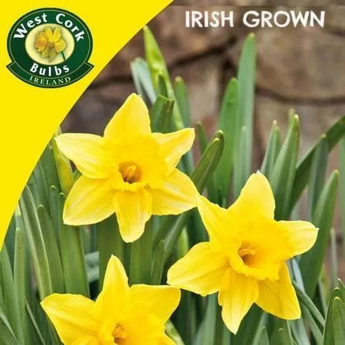 Daffodil Tamara