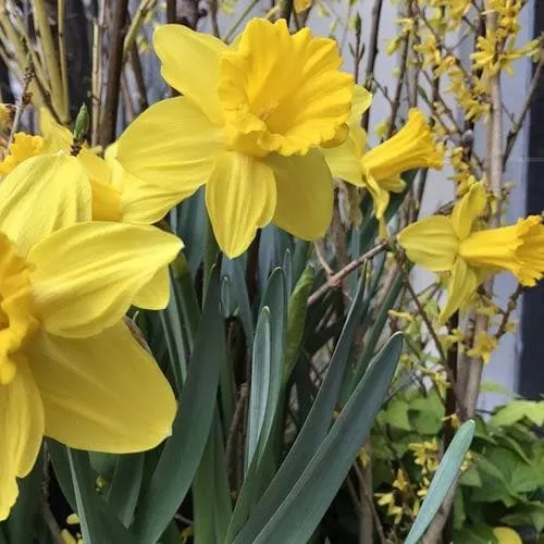 Daffodil Tamara