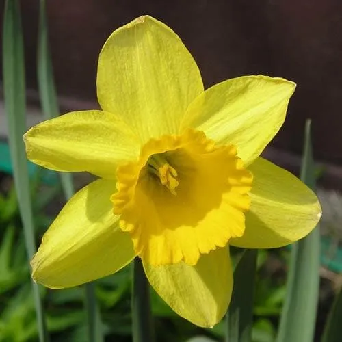 Daffodil Tamara
