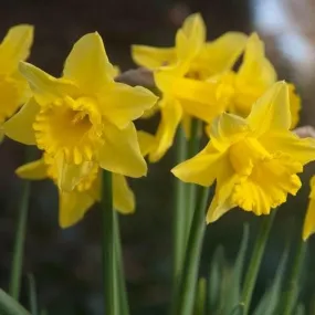Daffodil Tamara