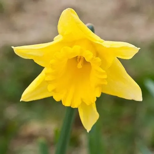 Daffodil Tamara