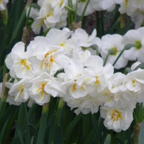 Daffodil Winston Churchill