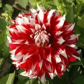 Dahlia 'X Factor'