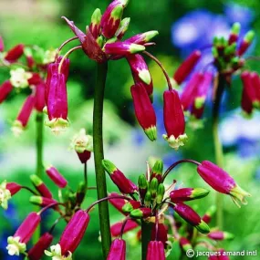 Dichelostemma ida-maia