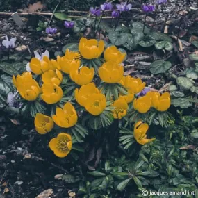 Eranthis cilicica