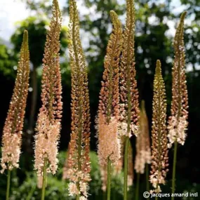 Eremurus 'Romance'