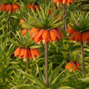 Fritillaria imperialis Aurora