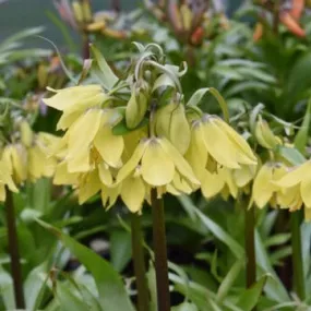 Fritillaria imperialis Early Sensation