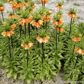 Fritillaria imperialis 'Sulpherino'