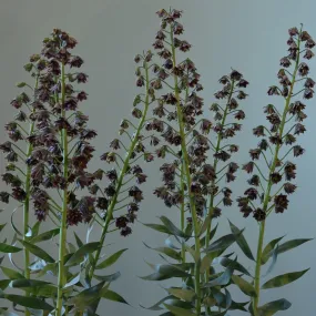 Fritillaria persica 'Magic Bells'