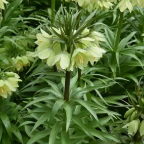 Fritillaria raddeana