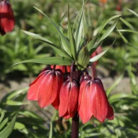 Fritillaria 'Red Beauty'