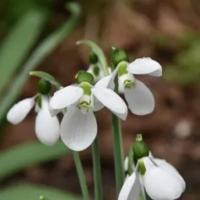 Galanthus elwesii 'Polar Bear'