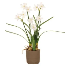 Potted Paperwhite Bulbs