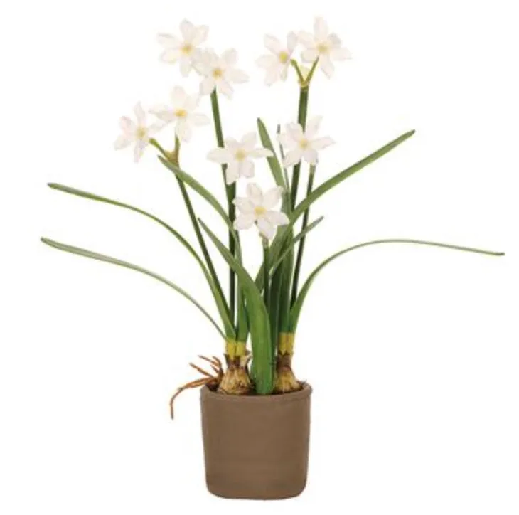 Potted Paperwhite Bulbs